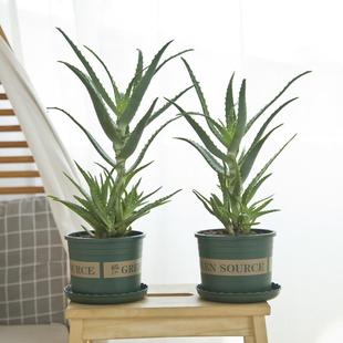 木立芦荟盆栽龙爪菊芦荟盆栽龙爪芦荟食用药用木剑芦荟花苗可泡酒