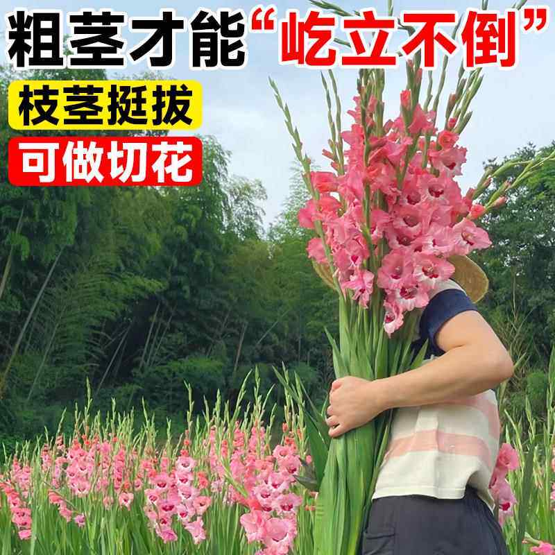 剑兰种球盆栽唐菖蒲种球类花卉进口十三太保球根花卉植物四季种植