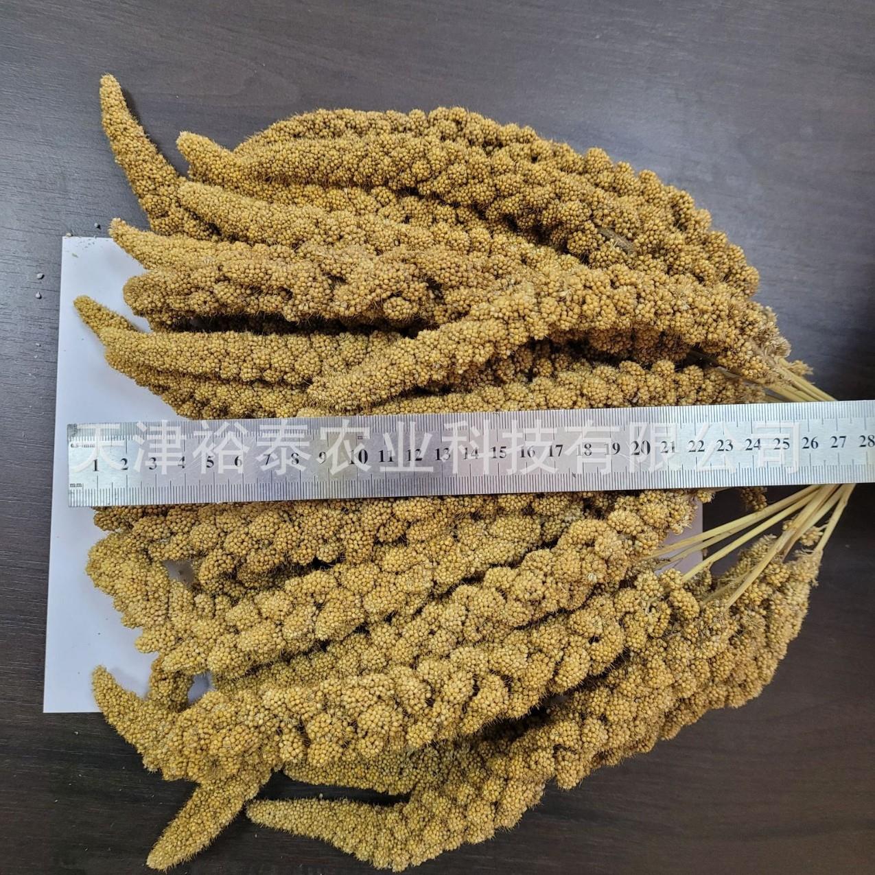 8英寸黄谷穗