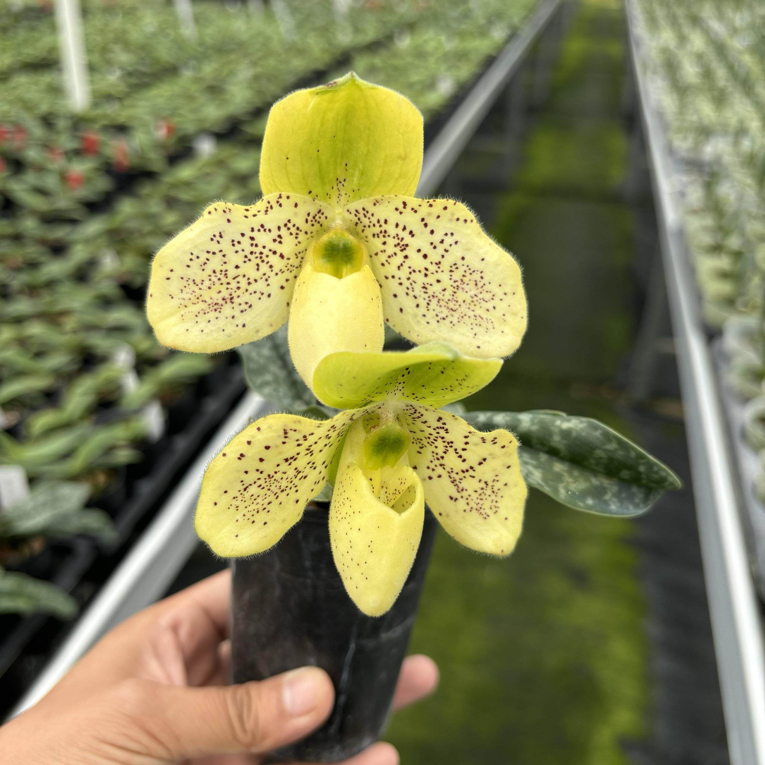 万峰绿缘兜兰报春同色续花兜兰一杆多花地生兰花绿植室内花卉盆栽