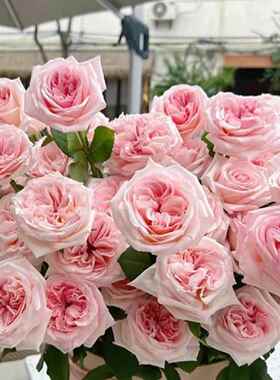 顺丰冷链云南玫瑰鲜花新鲜到家基地直发家用水培鲜切花节日礼物