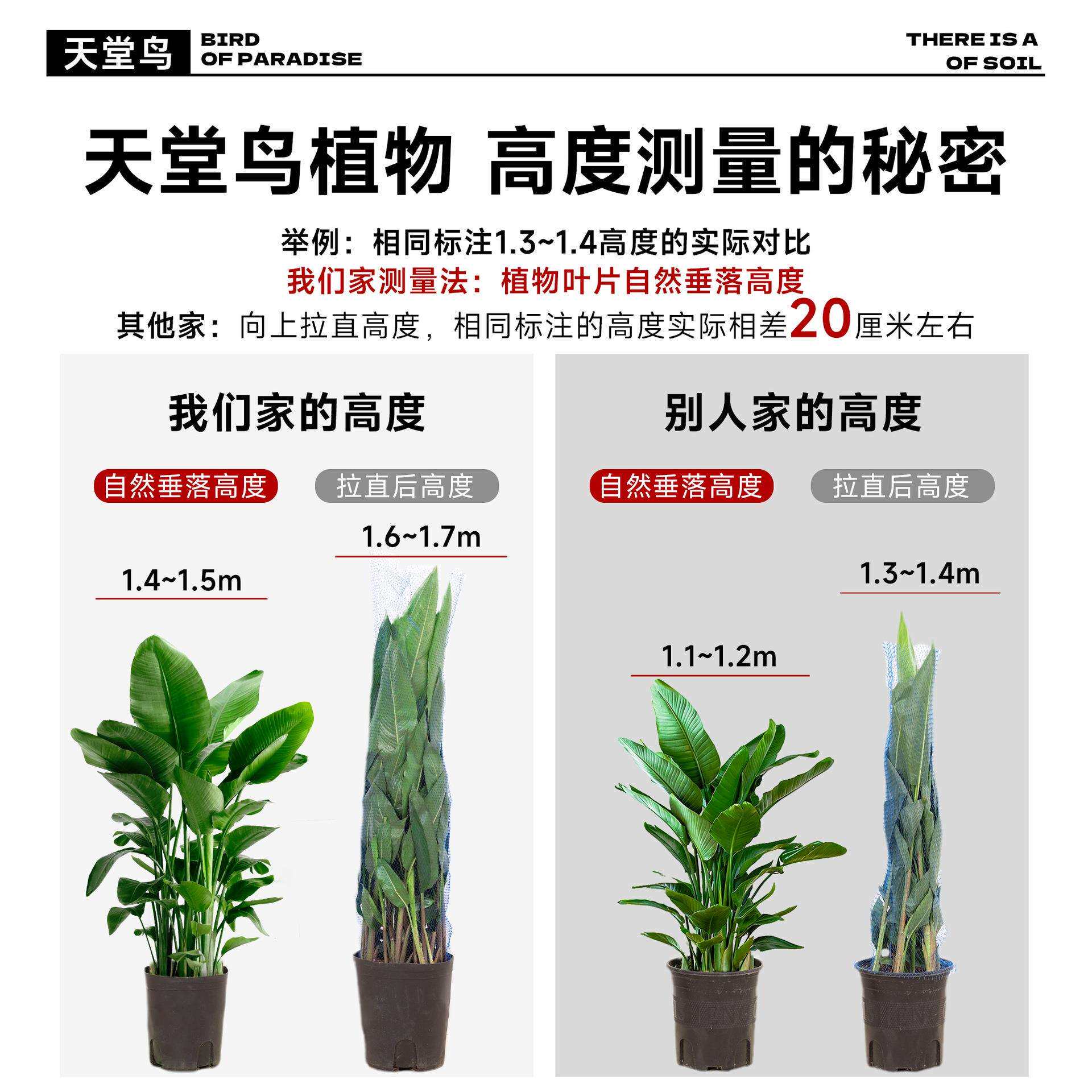 天堂鸟盆栽室内客厅大型绿植办公室大叶植物花卉鹤望兰去