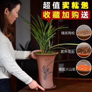 兰花花盆紫砂陶瓷创意古典室内大束腰吊篮带托盘宜兴兰花专用盆