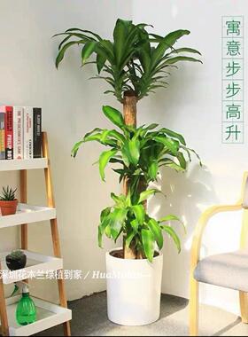 巴西木植物盆栽花卉室内办公室客厅大型绿植净化空气吸甲醛易成活