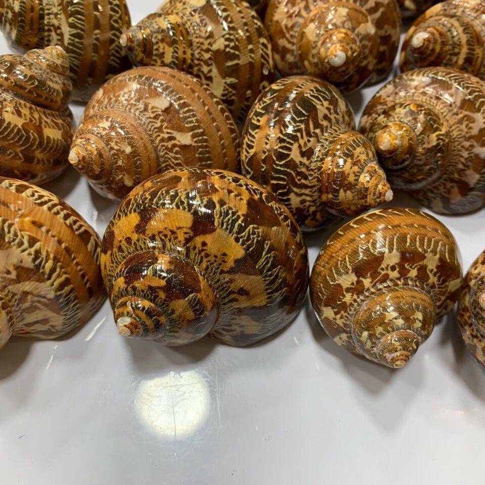 古蜗牛猫眼蜗牛天然贝壳海螺鱼缸美化家居装饰卷贝类寄居蟹替代壳