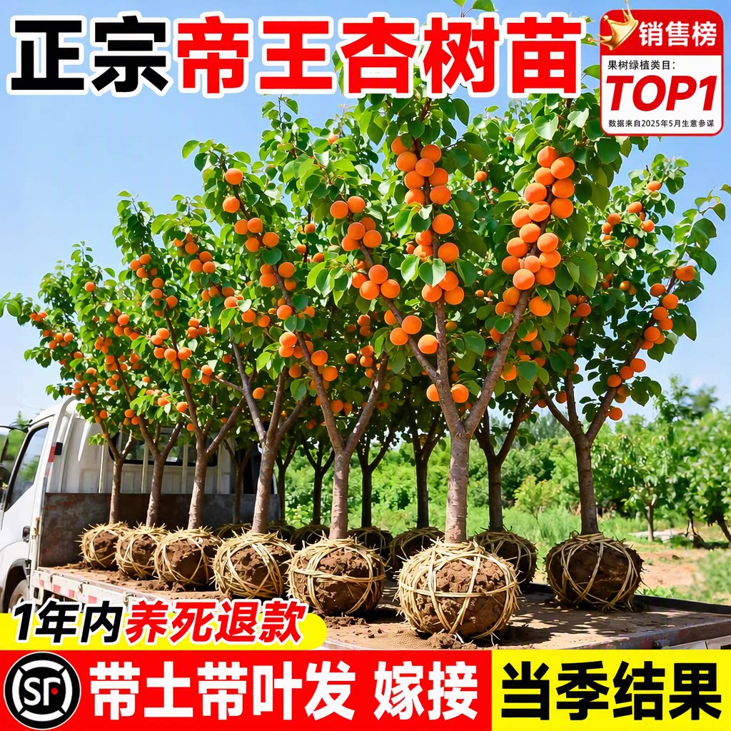 特大号杏树果苗正宗帝王杏嫁接南北方四季种植盆栽地栽当年结果