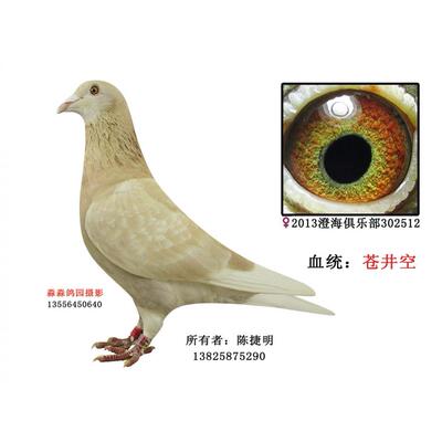种鸽、天落鸽、台鸽、公棚鸽 成绩鸽/黄金甲信鸽/黄鸽子02512