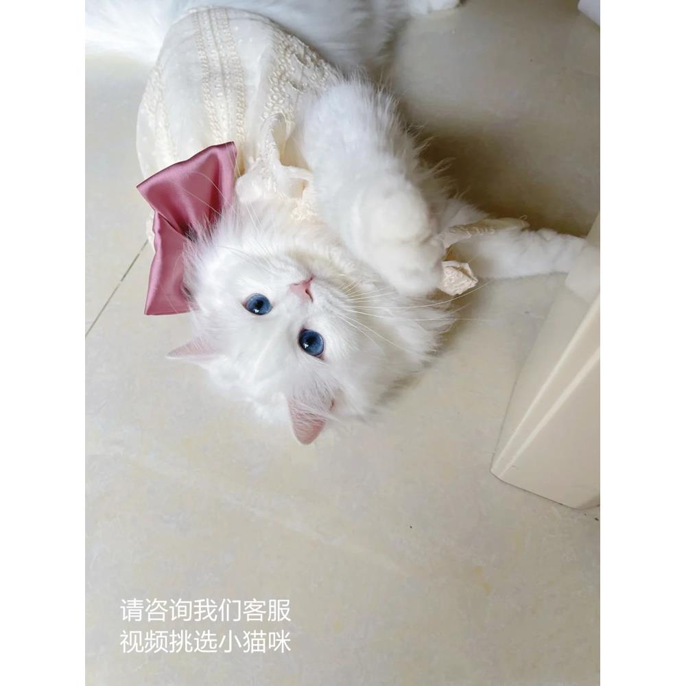 纯种中华狮子猫长毛银点异瞳纯白鸳鸯眼波斯猫宠物活体幼崽家庭养