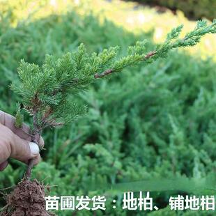 铺地柏树苗 爬地柏 盆景造型小苗地柏松铺地柏沙地柏树苗绿化苗木