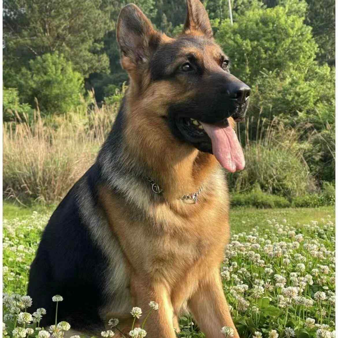 德牧幼犬大型犬警犬德国牧羊犬看门狗真狗狼犬正宗黑背弓背犬宠物