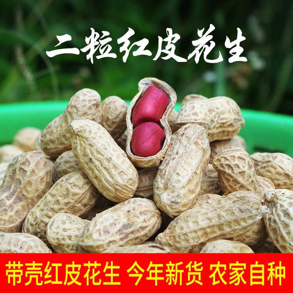 广西全州农家自种二粒红皮花生晒干粉皮薄皮两粒生花生新货