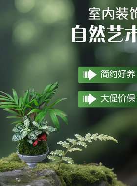 室内水培苔藓球微景观鱼缸造景