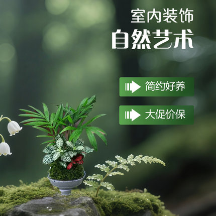 水培植物苔藓球发财树六月雪文竹绿植室内盆栽蕨类微景观鱼缸造景
