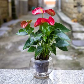 红掌绿植盆栽四季花卉客厅水培，植物整套室内防辐射水养植物盆花