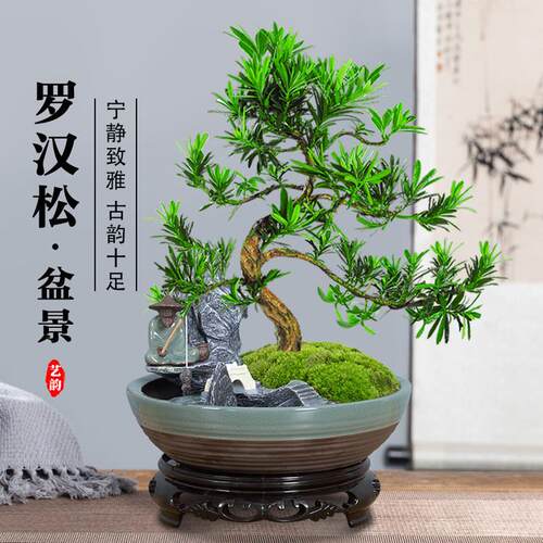 罗汉松盆景老桩植物盆栽雀舌树苗造型树室内花绿植桌面微景观好养