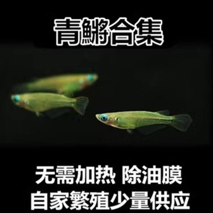 桂系青鳉蓝眼睛群游鱼冷水除油膜淡水原生免打氧青鳉鱼新手观赏鱼 节庆用品/礼品 路引 原图主图