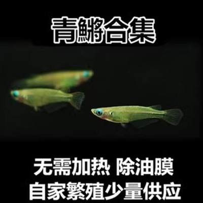 桂系青鳉蓝眼睛群游鱼冷水除油膜淡水原生免打氧青鳉鱼新手观赏鱼