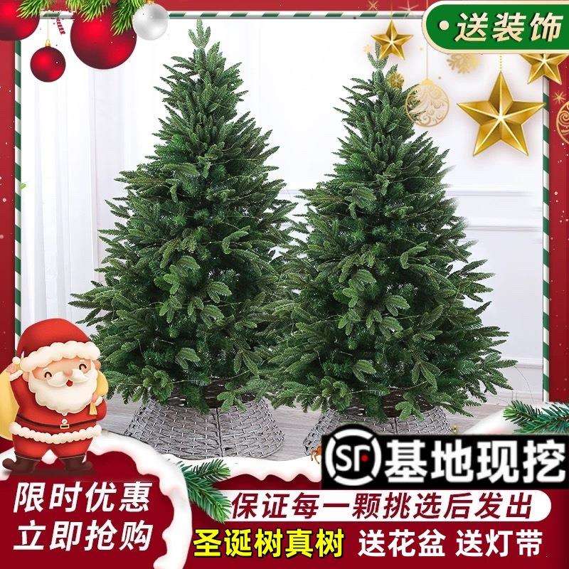真的圣诞树真树大型小型2025新款家用云杉盆栽真正活的松树诺贝松