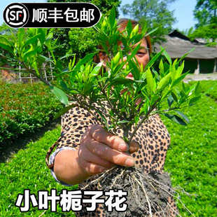 小叶栀子树花苗庭院绿化植物四季园林别墅室外浓香型花卉耐寒花卉