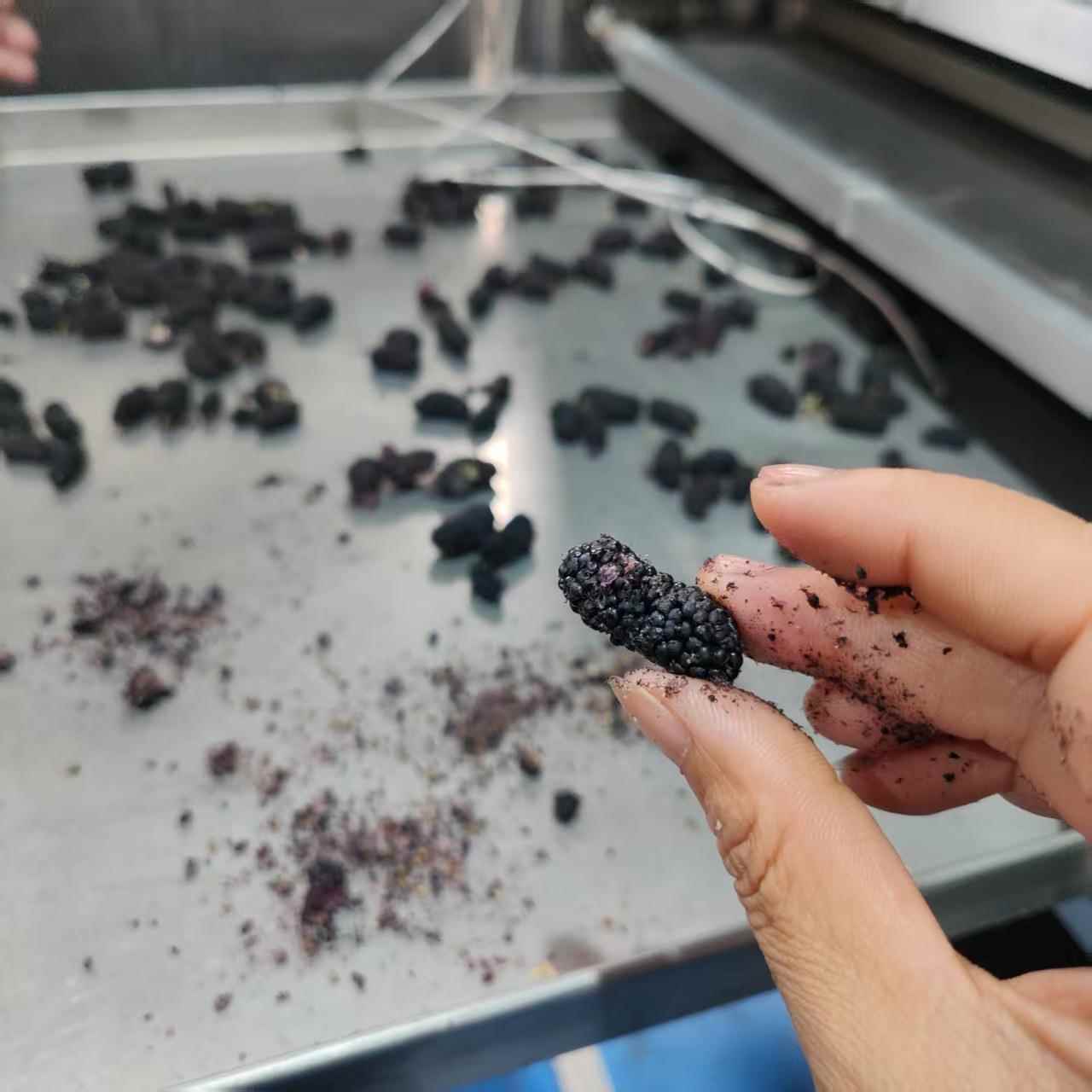 桑葚杨梅果蔬真空冻干宠物粮真空低温干燥设备鹌鹑鸡胸肉冷冻干机