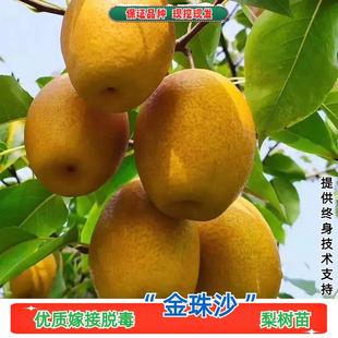 嫁接梨树果苗晚熟金珠沙梨树苗脆甜沙梨苗南方北方庭院盆栽地栽苗