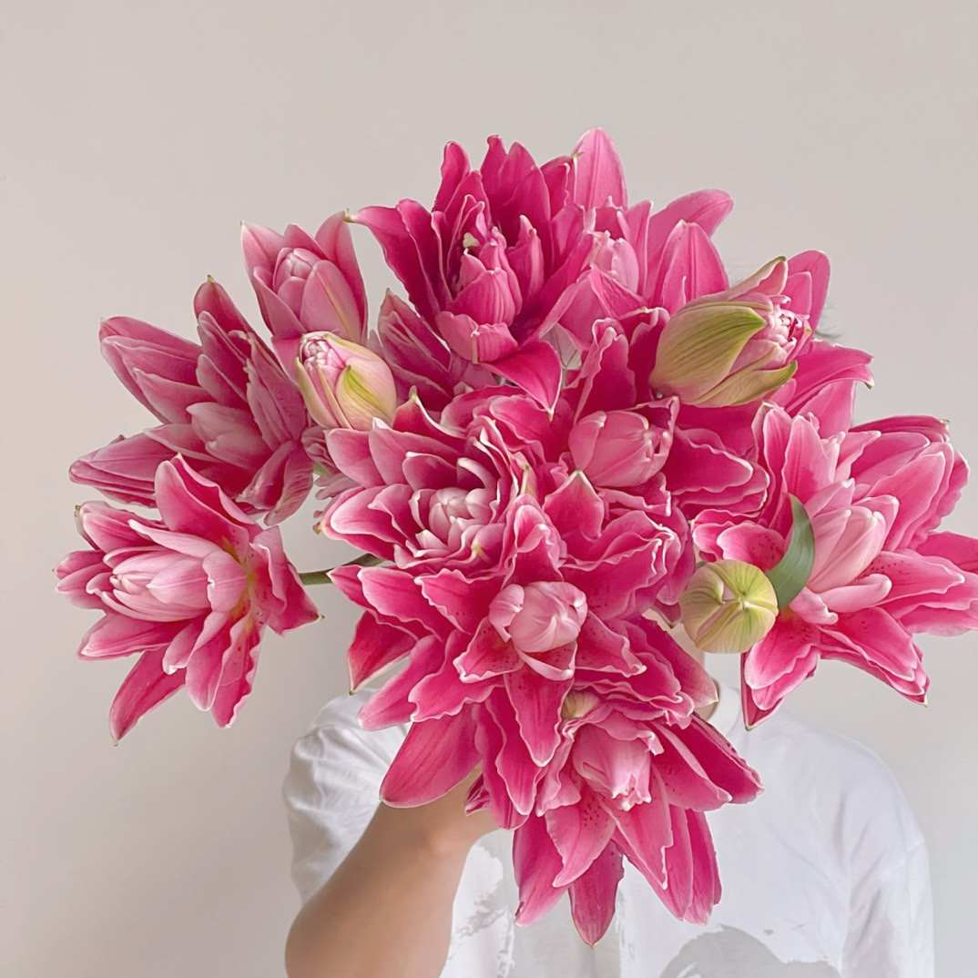 艳丽 深粉色红莲重瓣百合鲜花云南直发花瓶插花水养顺丰七夕送花