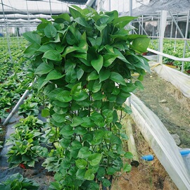 客厅长藤绿萝植物，垂吊盆栽室内花卉吸甲醛，新房净化空气绿箩容易养