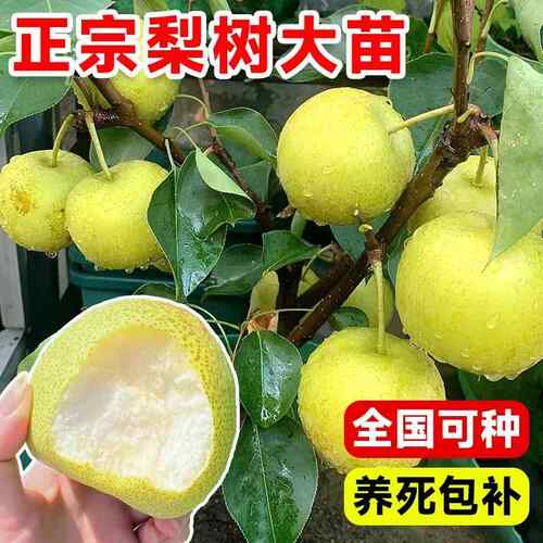 正宗梨树果苗秋月梨砀山梨南方北方盆栽地栽庭院四季种植果树果苗