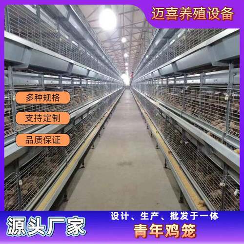 青年鸡笼自动化养殖养鸡设备自动喂料