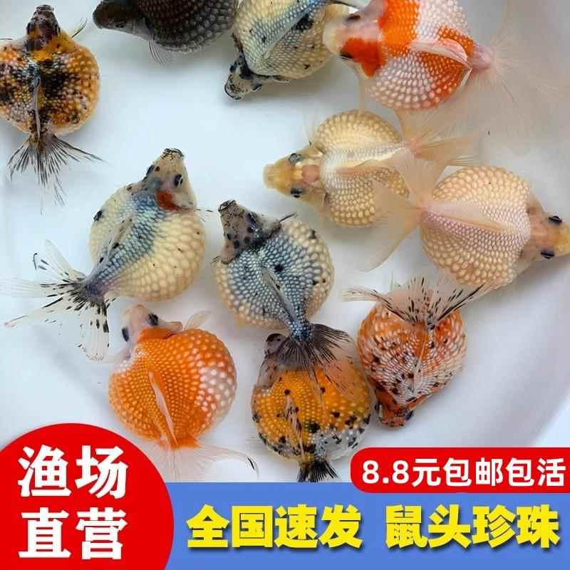 精品鼠头珍珠金鱼 皇冠珍珠金鱼 红白珠子淡水冷水鱼好养国粹金鱼