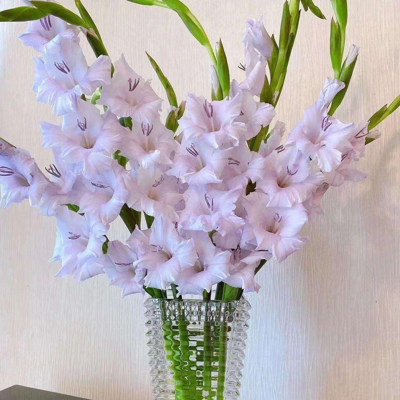 云南鲜花剑兰唐菖蒲节节高室内水养花插花鲜花送朋友直批冷链