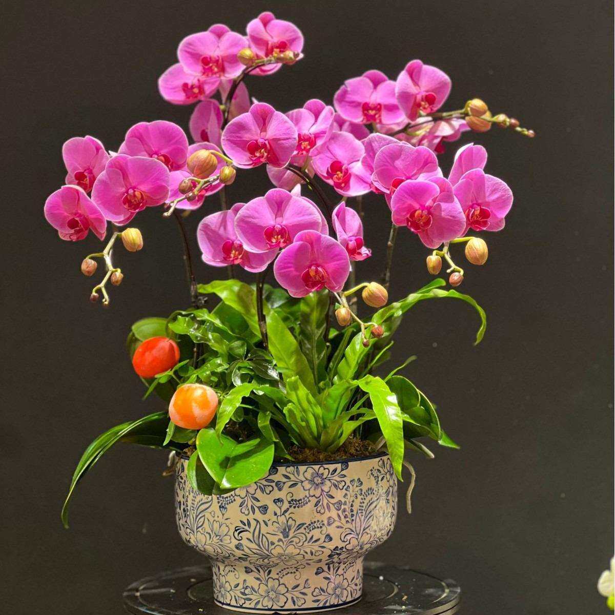 花草蝴蝶兰冬青佛手年宵花盆栽新中式复古怀旧青花瓷陶瓷花盆绿植
