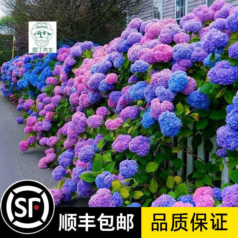 无尽夏绣球花苗高杆苗阳台别墅庭院地栽盆栽植物花园耐寒花卉老桩