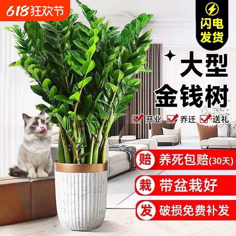 金钱树盆栽客厅大花盆旺宅树办公室内大型好养绿植物乔迁摇钱串子图片