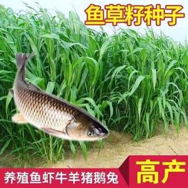 墨西哥玉米草种子优12青饲料，草牧草种子养殖草喂牛，草鱼草鹅草种子