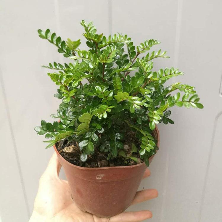 桌面盆栽 园艺绿化防蚊提神盆景花卉植物盆栽(120#)清香木