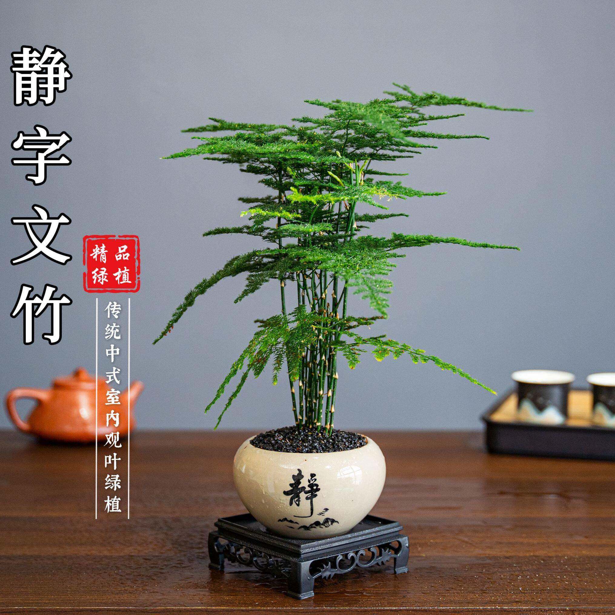 新疆包邮文竹精致盆栽植物室内绿化四季迷你办公室绿植