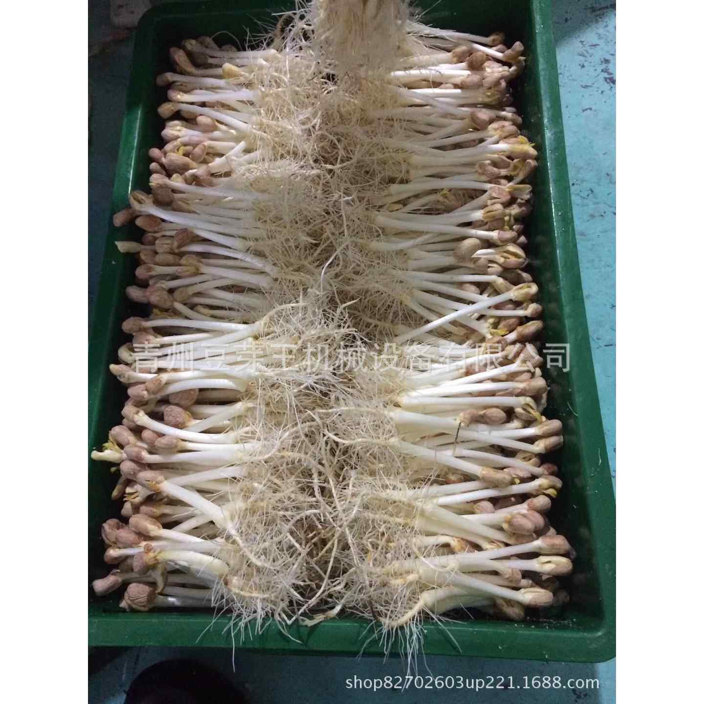 绿色长寿芽花生芽苗一体机多用途豆芽机设备食品豆制品加工机械