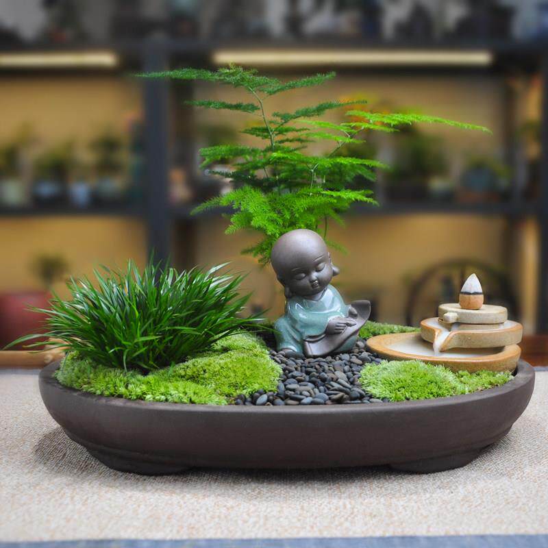 件藓微景观植物虎须公小盆栽文竹办桌面摆创意苔好养茶桌盆景