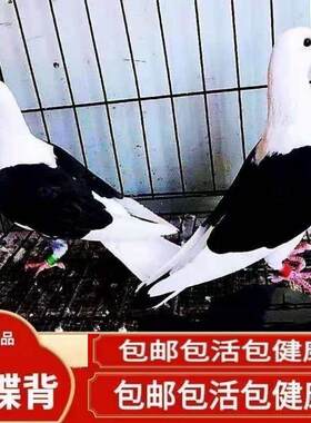 【蝴蝶背信鸽】异色好鸽子赛鸽活体飞行鸽蝴蝶花种鸽活体公母一对