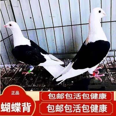 【蝴蝶背信鸽】异色好鸽子赛鸽活体飞行鸽蝴蝶花种鸽活体公母一对