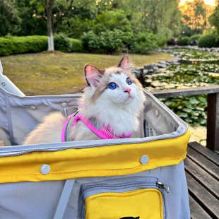 宠物车轻便狗推车可折叠遛狗中小型犬猫咪四季 新款 通用品外出