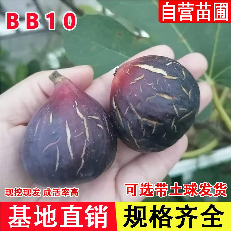 bb10无花果树苗紫果黑美人糖心无花果苗盆栽地栽南方北方当年结果