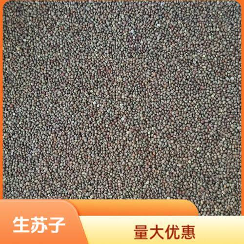 生苏子粒种粒今年东北紫苏子粒苏子籽食用烧烤榨油调料鸟食