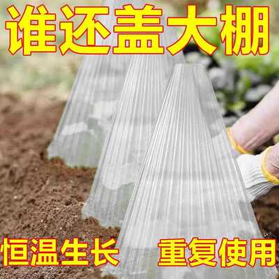 Vegetable plant cover for seedlings, young melon and vegetab