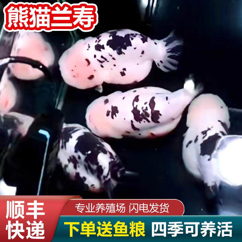 短尾兰寿鱼波妞鱼兰寿金鱼精品小苗奶牛潘氏鱼苗玉兔麒麟日寿日本