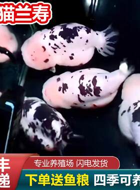短尾兰寿鱼波妞鱼兰寿金鱼精品小苗奶牛潘氏鱼苗玉兔麒麟日寿日本