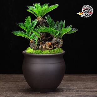 瓷陶高款创意小花紫砂兰花粗陶花盆高盆办公桌面盆景盆厂01室家