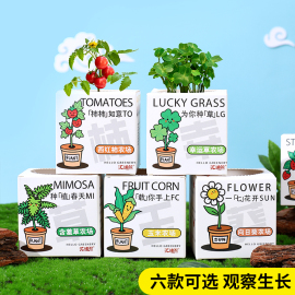 植物盆栽含羞草向日葵玉米，种子室内桌面，绿植盆栽创意diy种植