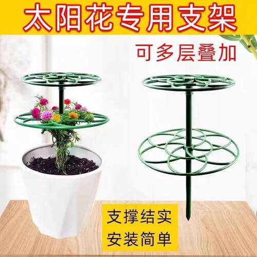 Sunflower stand lollipop-shaped rack to prevent lodging, mul